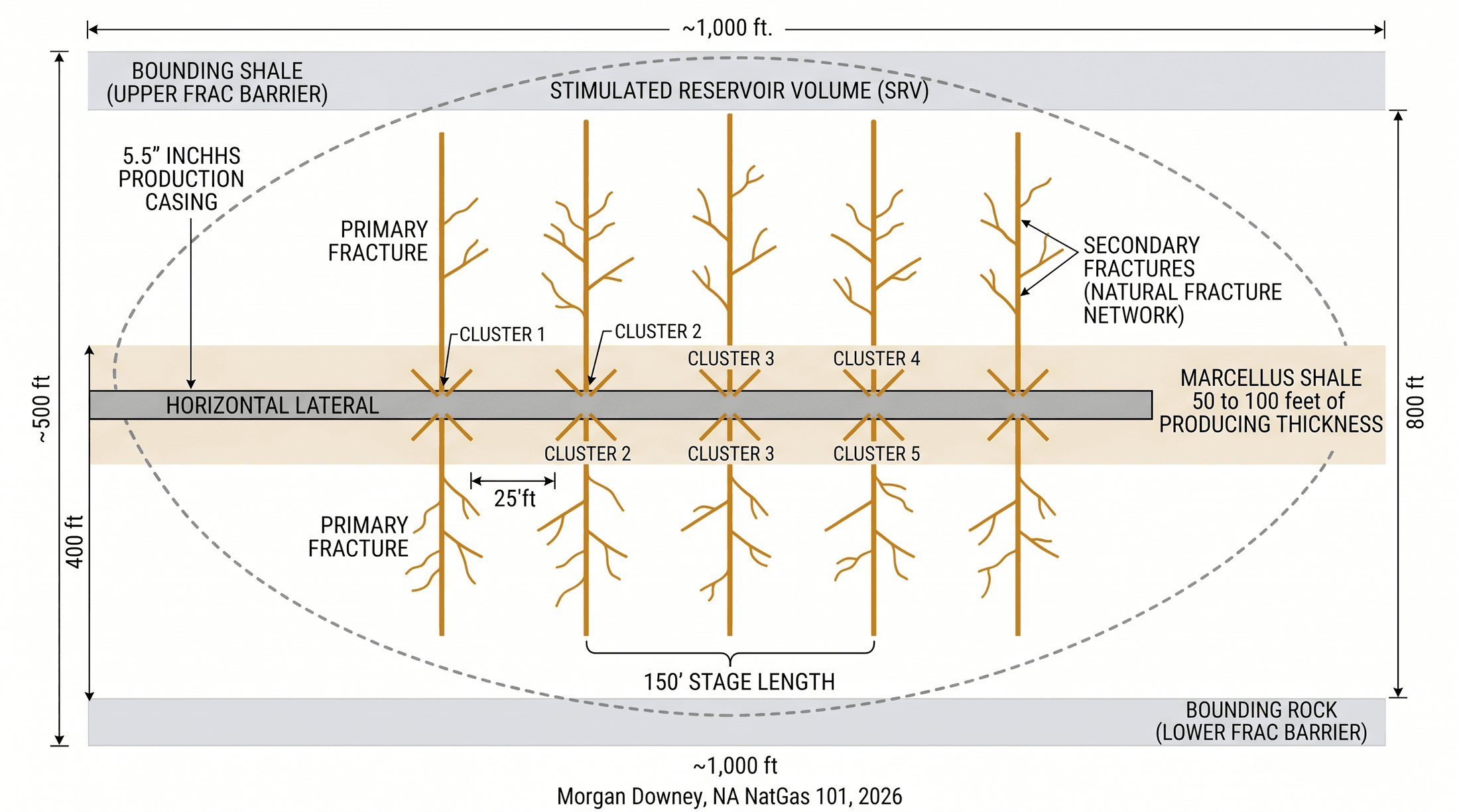 A schematic of fracture geometry around a horizontal Marcellus lateral. The lateral runs through the middle of a 50 to 100 foot Marcellus producing thickness, with a stimulated reservoir volume (SRV) ellipse extending roughly 1,000 feet horizontally and 800 feet vertically. Five labeled stages along the lateral show clusters of perforations 25 feet apart, with primary fractures growing perpendicular to the lateral and secondary fractures branching off as a natural fracture network.